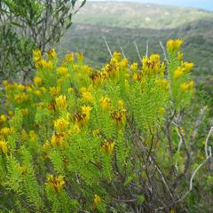Pteronia uncinata
