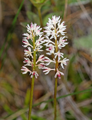 Tofieldia coccinea