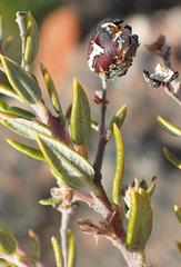 Phylica paniculata