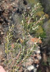 Phylica paniculata