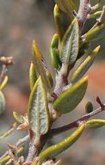 Phylica paniculata