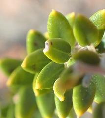 Phylica paniculata