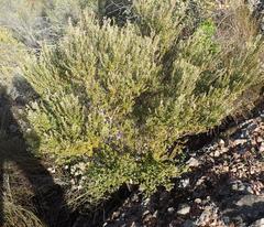 Phylica paniculata