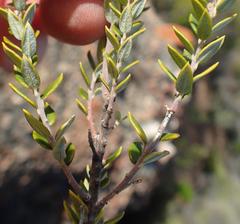 Phylica paniculata