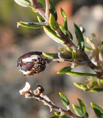 Phylica paniculata