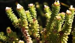 Osmitopsis parvifolia