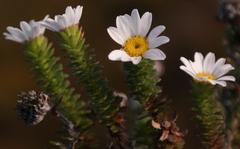 Osmitopsis parvifolia