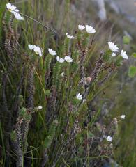 Osmitopsis parvifolia