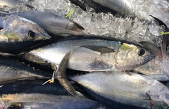 Thunnus atlanticus