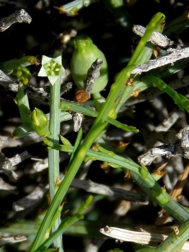 Thesium lineatum
