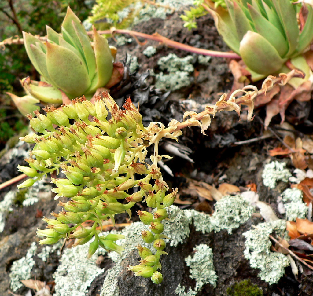 candleholder dudleya