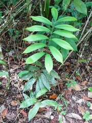 Zamia prasina
