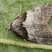 Short-cloaked Moth - Photo (c) ingridaltmann, some rights reserved (CC BY)