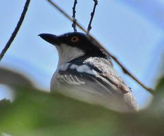 Dryoscopus cubla cubla