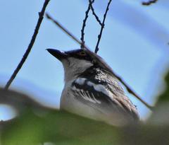 Dryoscopus cubla cubla