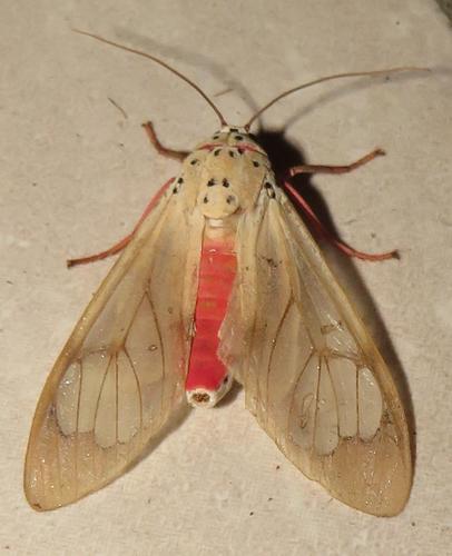 Baur's Frother (Amerila bauri) · iNaturalist