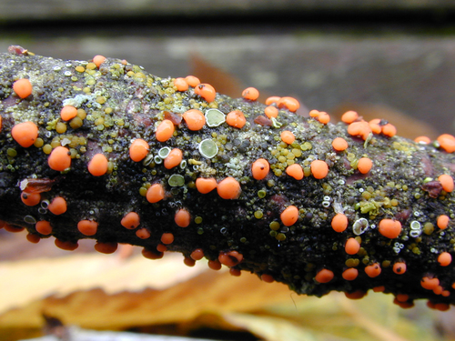 Paprastasis Raudonspuogis nuotrauka