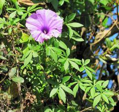 Ipomoea cairica cairica