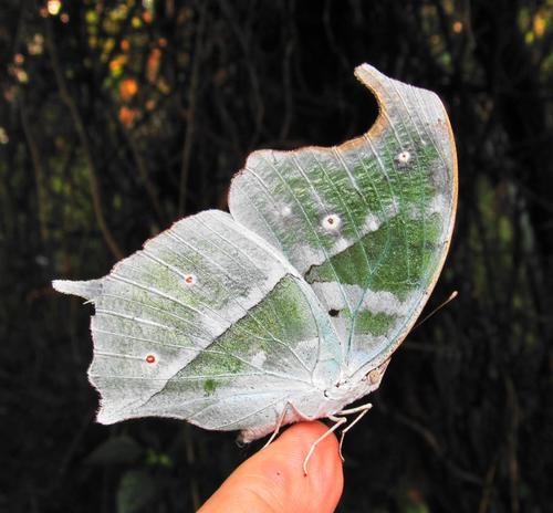 Common Mother-of-Pearl