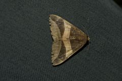 Bastilla fulvotaenia