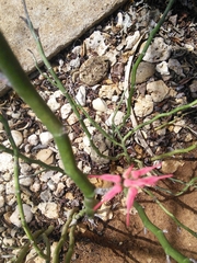 Euphorbia tithymaloides image