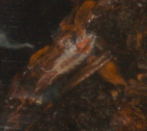 Brackenridgia heroldi