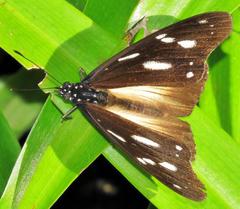 Hypolimnas anthedon wahlbergi