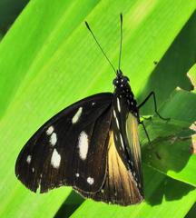 Hypolimnas anthedon wahlbergi