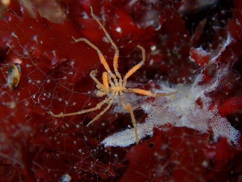 Pseudopallene spinipes