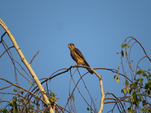 Esmerejón (Falco columbarius)
