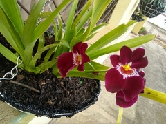 Miltoniopsis