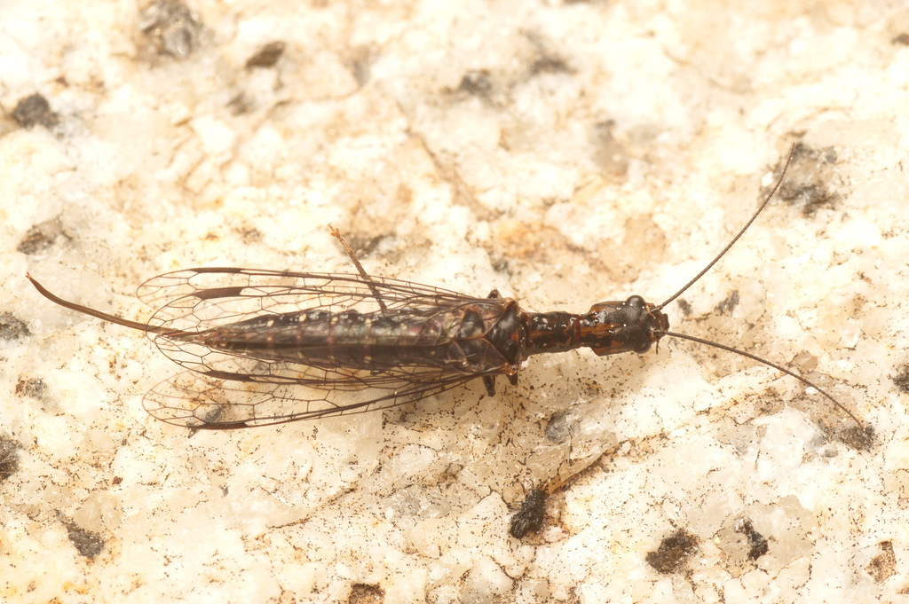 Fibla hesperica