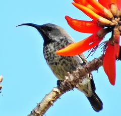 Chalcomitra senegalensis gutturalis