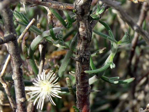 Mesembryanthemum geniculiflorum 3