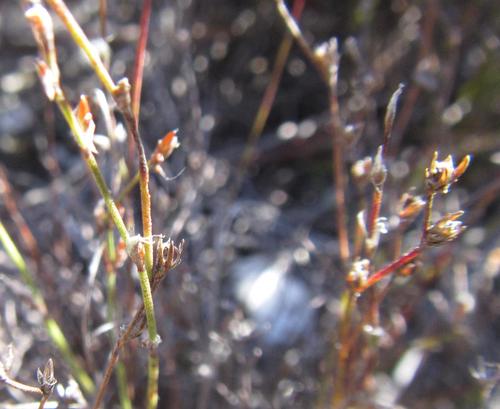 Image of Restio pumilus by (c) douglaseustonbrown, some rights reserved (CC BY-SA)