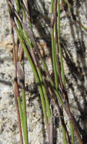 Image of Restio pumilus by (c) douglaseustonbrown, some rights reserved (CC BY-SA)