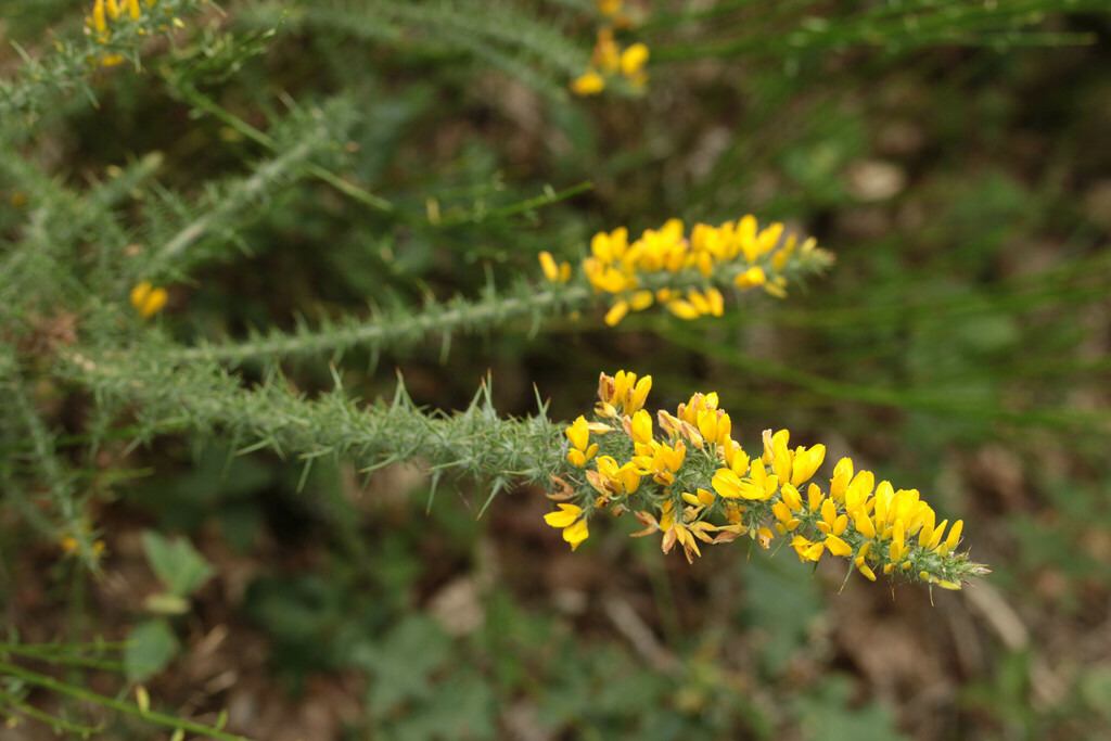 Dwarf Gorse