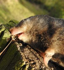 Amblysomus corriae devilliersi