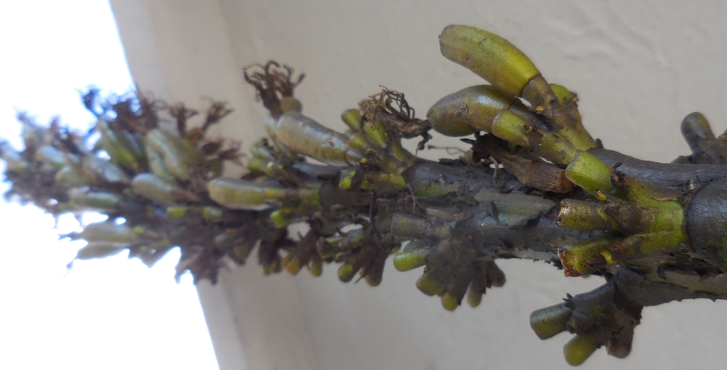 Agave madrensis