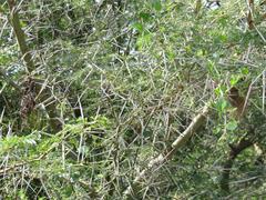 Cinnyris bifasciatus microrhynchus