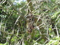 Cinnyris bifasciatus microrhynchus