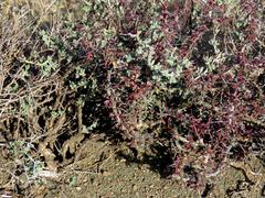 Monsonia salmoniflora