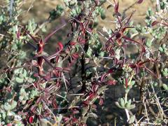 Monsonia salmoniflora
