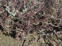 Monsonia salmoniflora