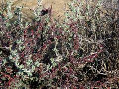 Monsonia salmoniflora