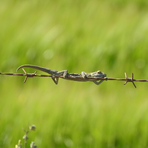 Little Karoo Dwarf Chameleon, Bradypodion gutturale