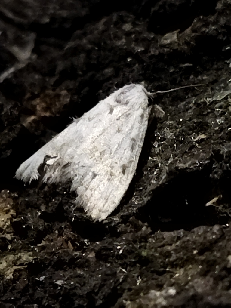 Scarce Black Arches