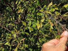 Searsia pyroides pyroides