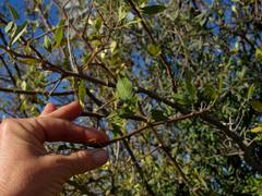 Searsia pyroides pyroides