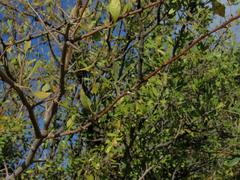 Searsia pyroides pyroides